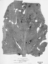 Image Associated With the Occurence